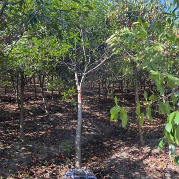 一手货源高杆红叶石楠树，红叶石楠基地直销