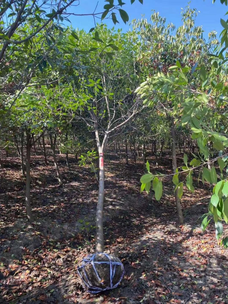一手货源高杆红叶石楠树，红叶石楠基地直销