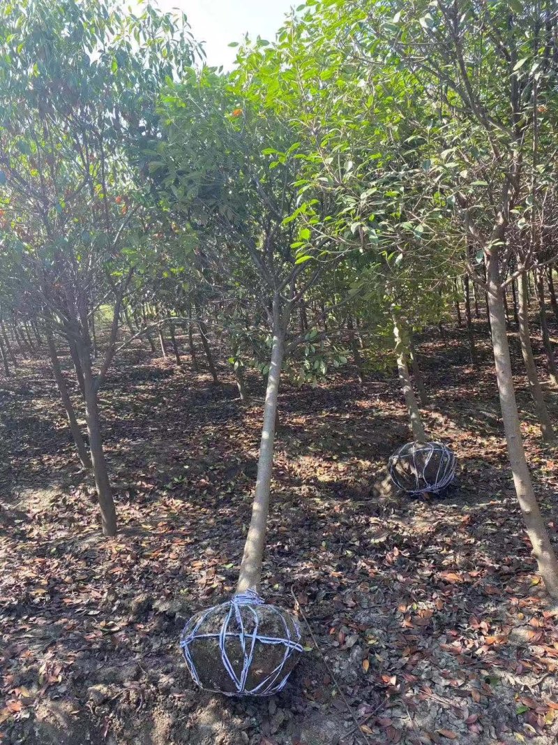 一手货源高杆红叶石楠树，红叶石楠基地直销