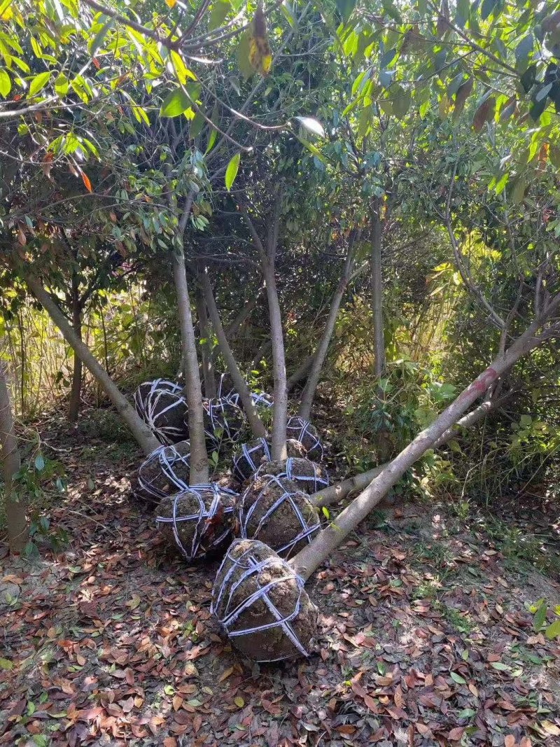 一手货源高杆红叶石楠树，红叶石楠基地直销