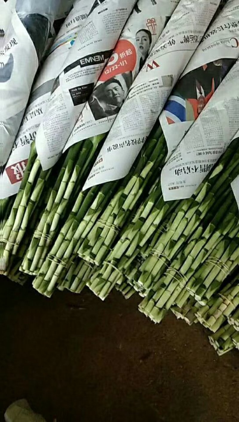 海南富贵竹观音竹紫竹基地直发全国价优质廉