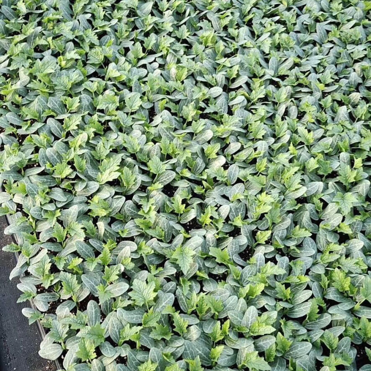 丝瓜苗子 长期有苗需要的联系苗厂直发抗病高产