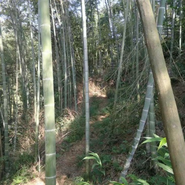 出售大量楠竹毛竹