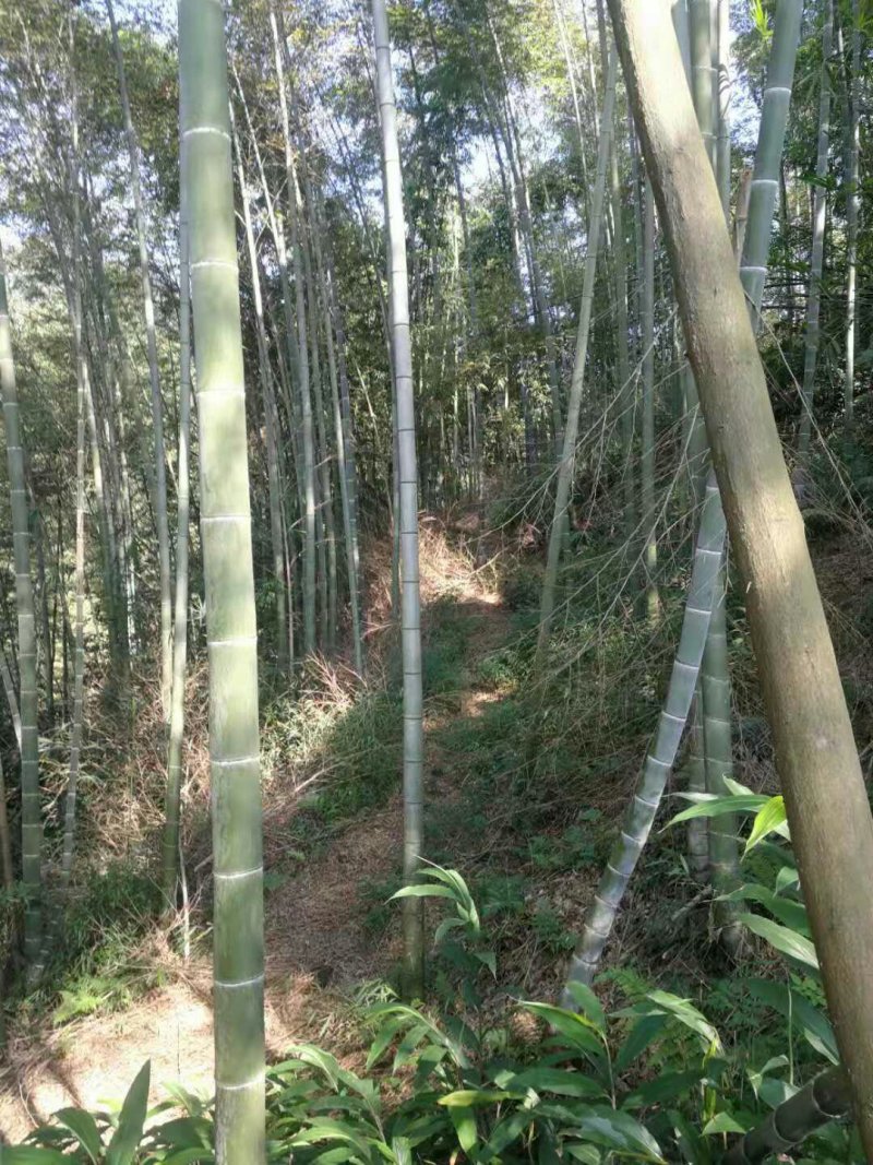 出售大量楠竹毛竹