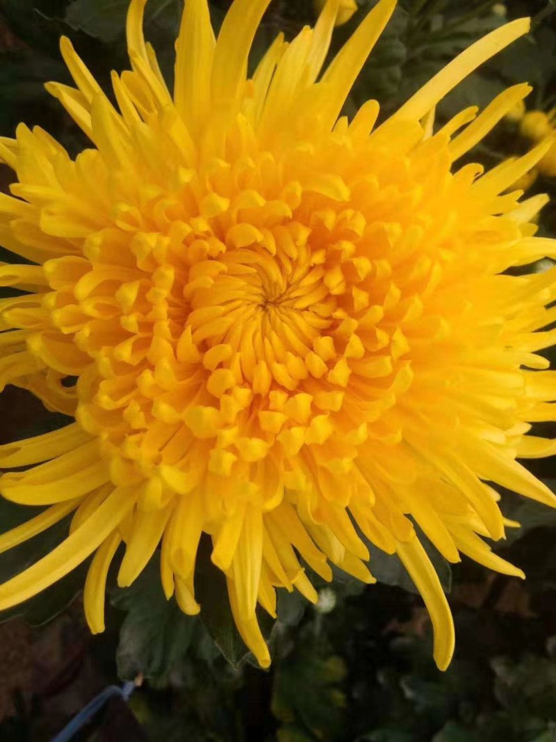 金丝皇菊