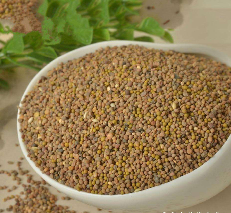 新货无琉菟丝子中药材泡酒泡茶