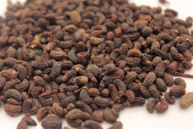 正品精选无琉女贞子中药材批发泡酒泡茶产地直销