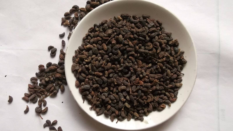 正品精选无琉女贞子中药材批发泡酒泡茶产地直销