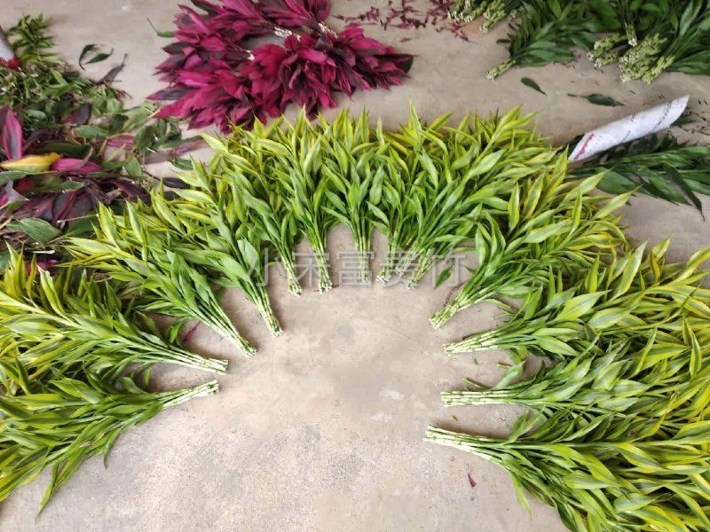 海南富贵竹批发金边竹黄金竹室内桌水培植物