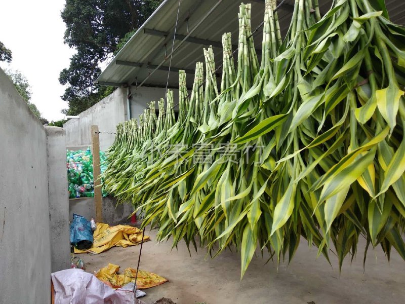 海南富贵竹批发金边竹黄金竹室内桌水培植物