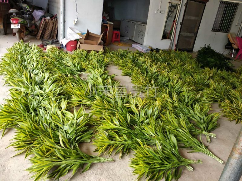 海南富贵竹批发金边竹黄金竹室内桌水培植物