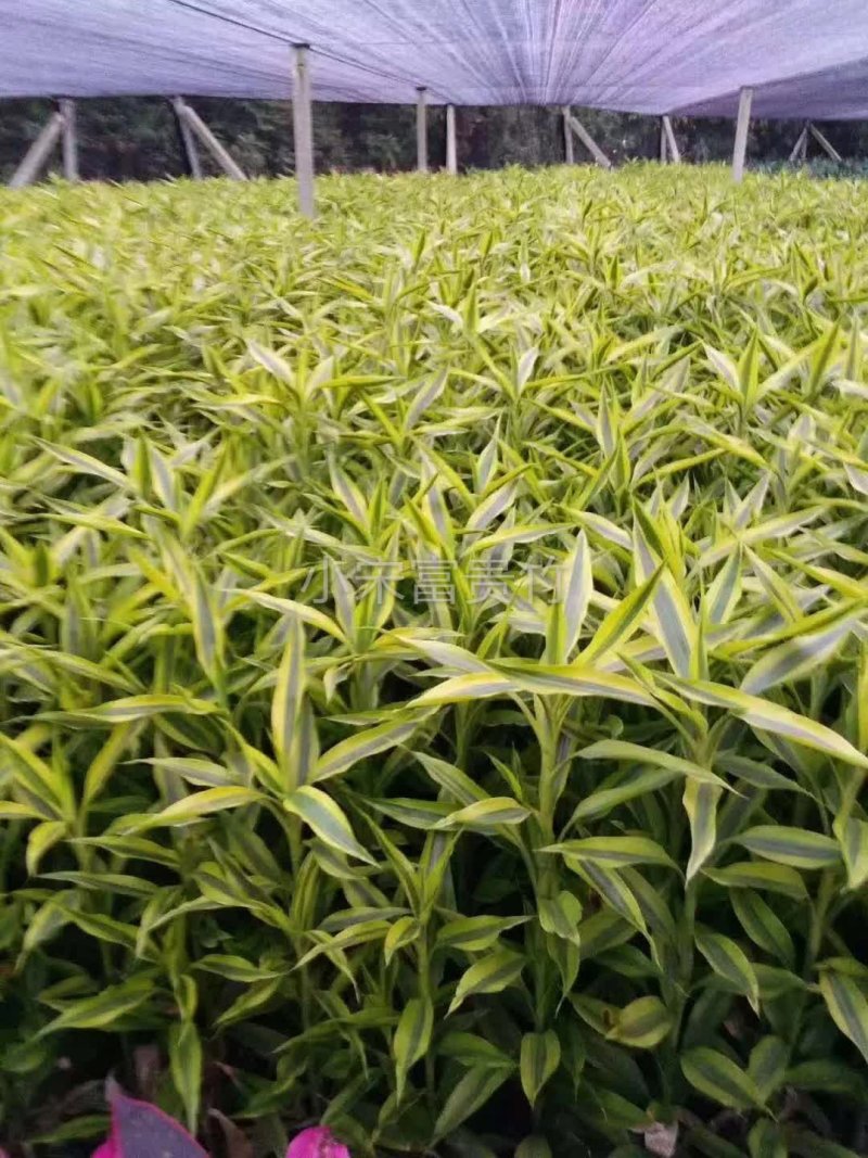 海南富贵竹批发金边竹黄金竹室内桌水培植物