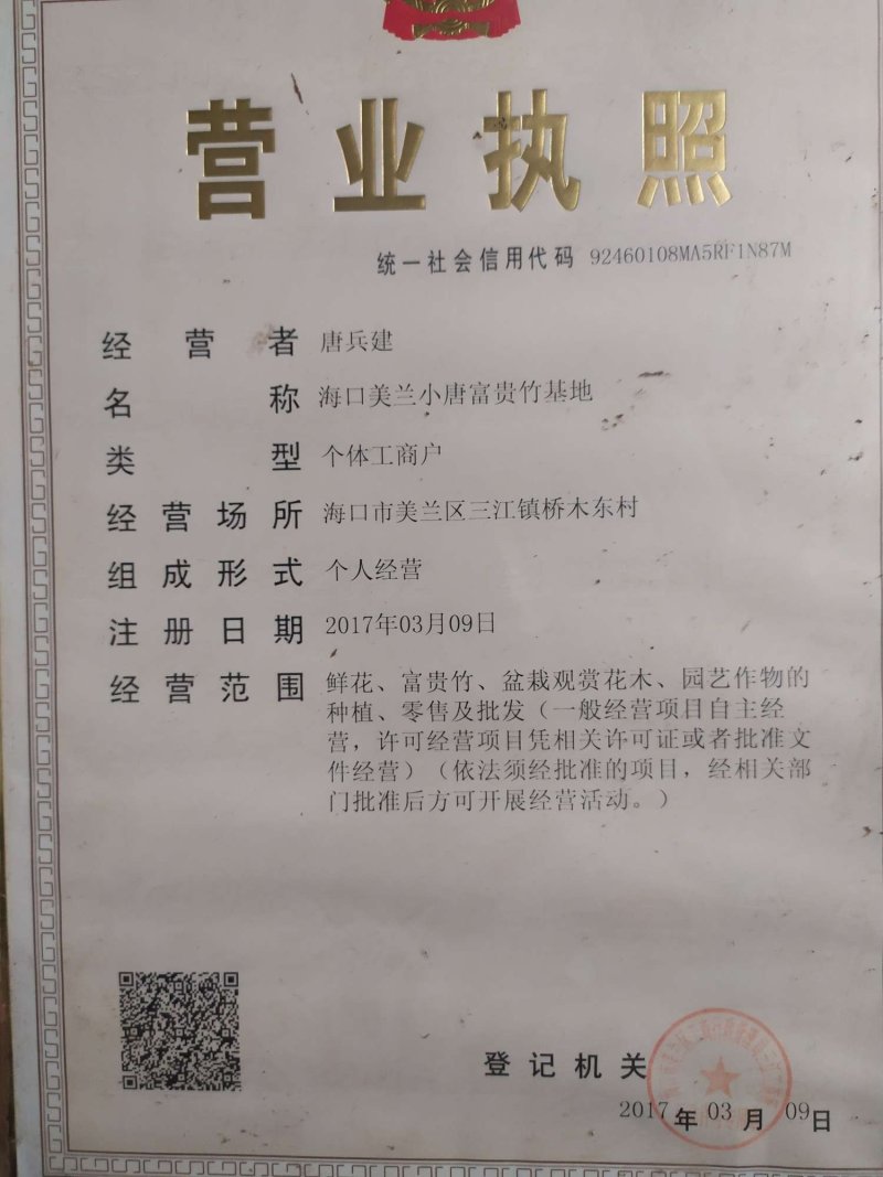 海南精品富贵竹种植基地直批全国售后指导送营养液生根粉
