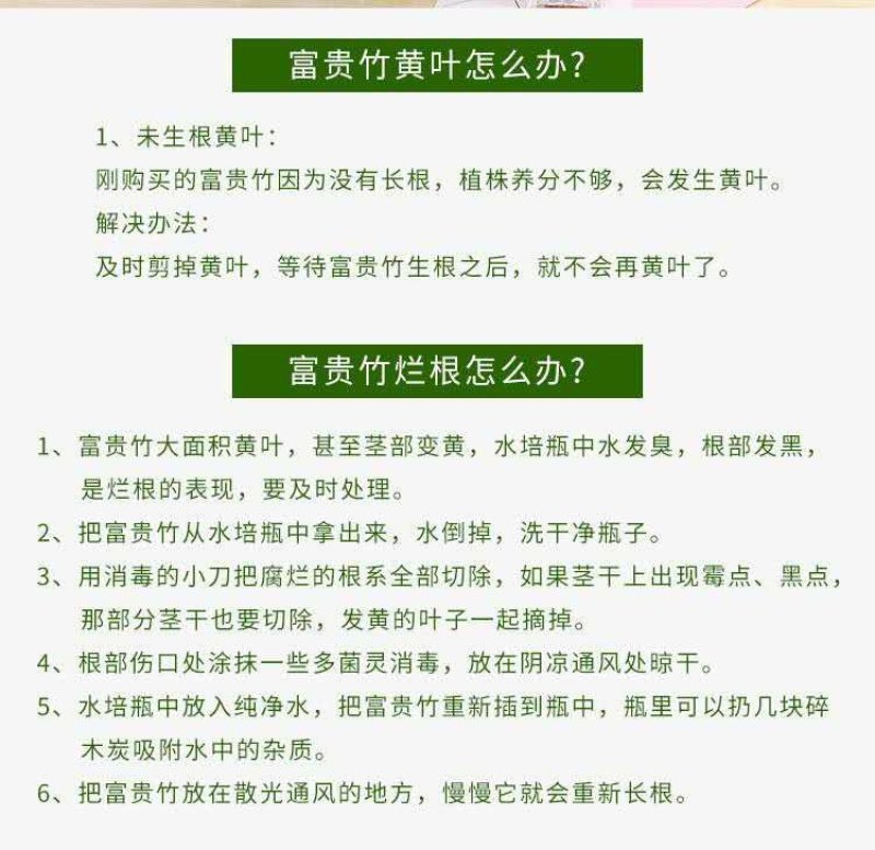 大叶富贵竹大竹一米以上大青竹水培竹海南富贵竹基地直发