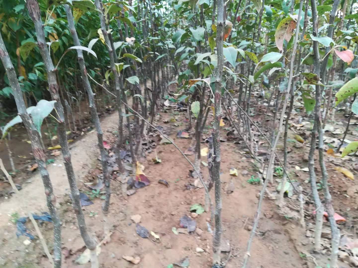 早酥梨果园种植场景