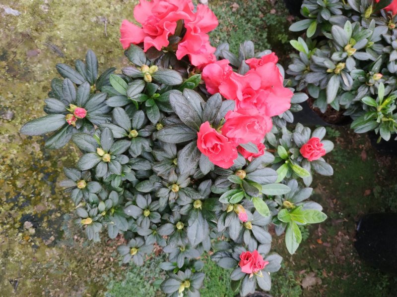 杨梅红杜鹃花自家苗圃种植一手货源视频照片看货长期货量充足