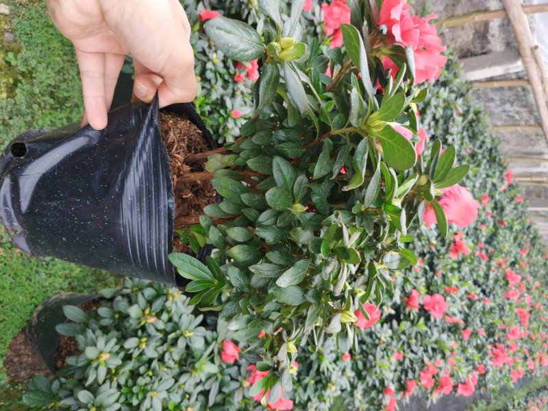 杨梅红杜鹃花自家苗圃种植一手货源视频照片看货长期货量充足
