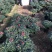 杨梅红杜鹃花自家苗圃种植一手货源视频照片看货长期货量充足