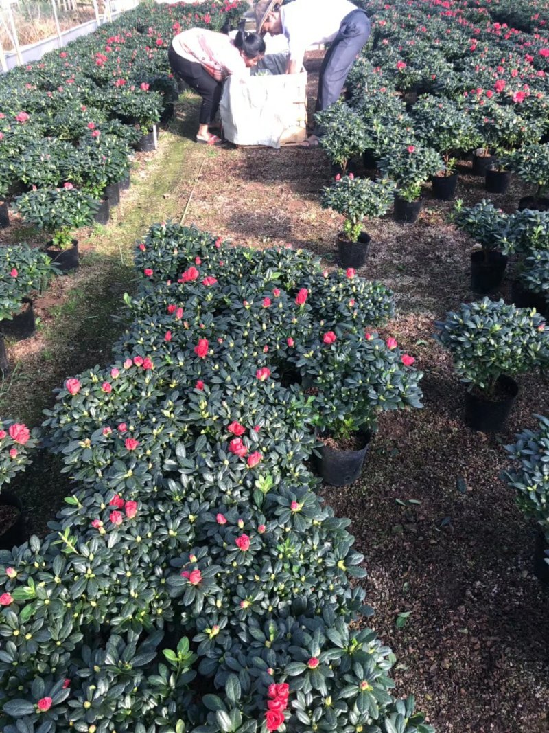 杨梅红杜鹃花自家苗圃种植一手货源视频照片看货长期货量充足