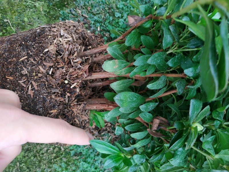 杨梅红杜鹃花自家苗圃种植一手货源视频照片看货长期货量充足