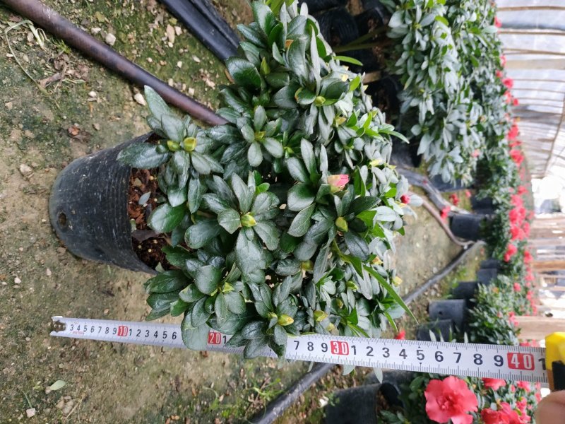 杨梅红杜鹃花自家苗圃种植一手货源视频照片看货长期货量充足