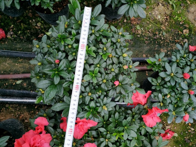 杨梅红杜鹃花自家苗圃种植一手货源视频照片看货长期货量充足