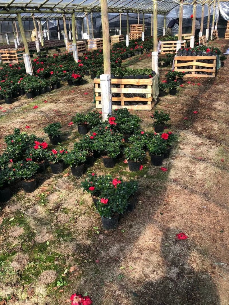杨梅红杜鹃花自家苗圃种植一手货源视频照片看货长期货量充足