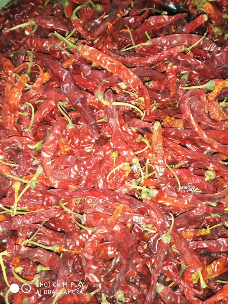 干辣椒，大量有货，欢迎砸单