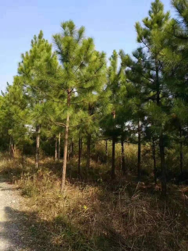 湿地松，湿地松小苗，湿地松杯苗，九江湿地松基地