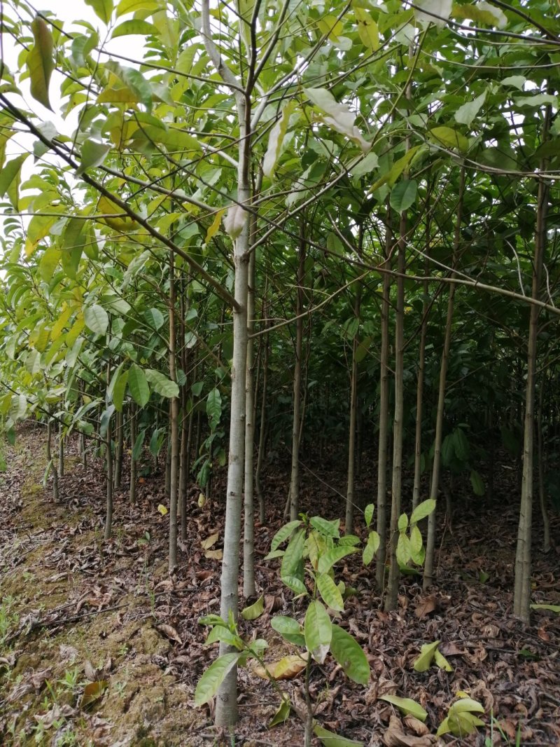 乐昌含笑小苗，精品乐昌含笑，乐昌含笑小苗，九江苗木，