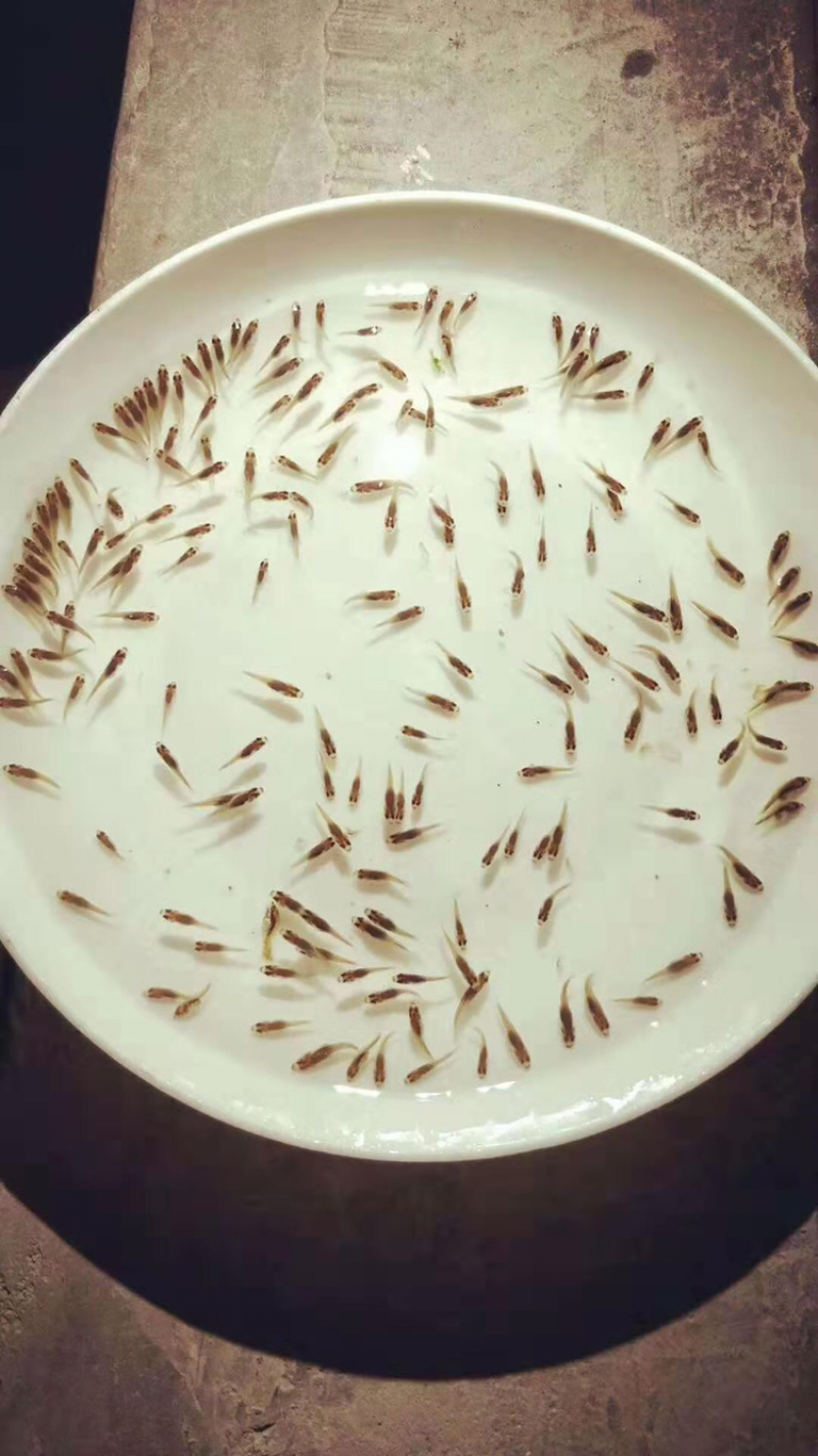 罗非鱼苗（全雄单性）福寿鱼苗+自孵水花