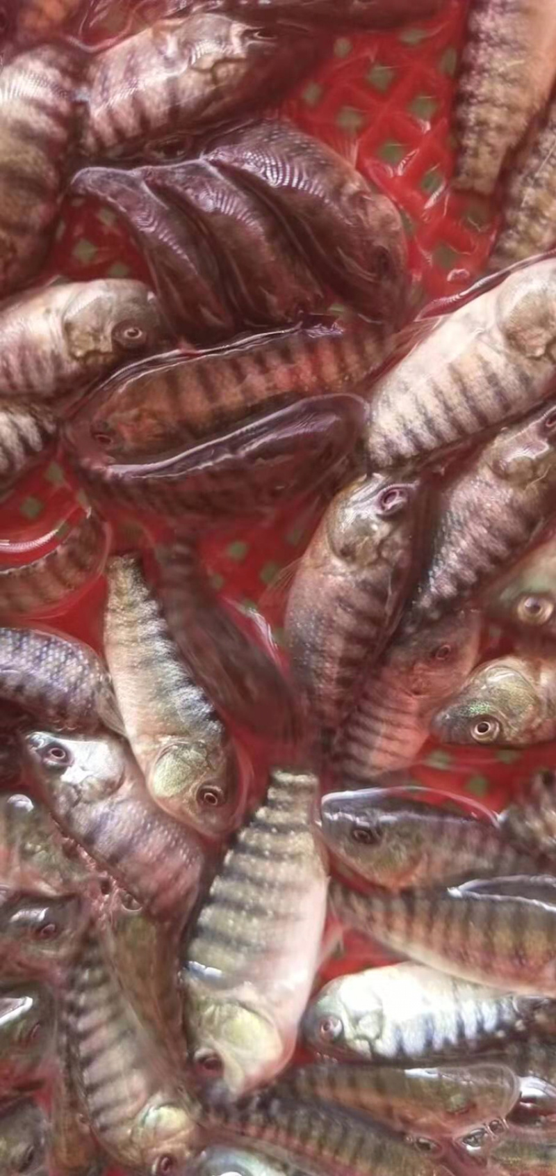 罗非鱼苗（全雄单性）海南一号罗非鱼苗+自孵水花
