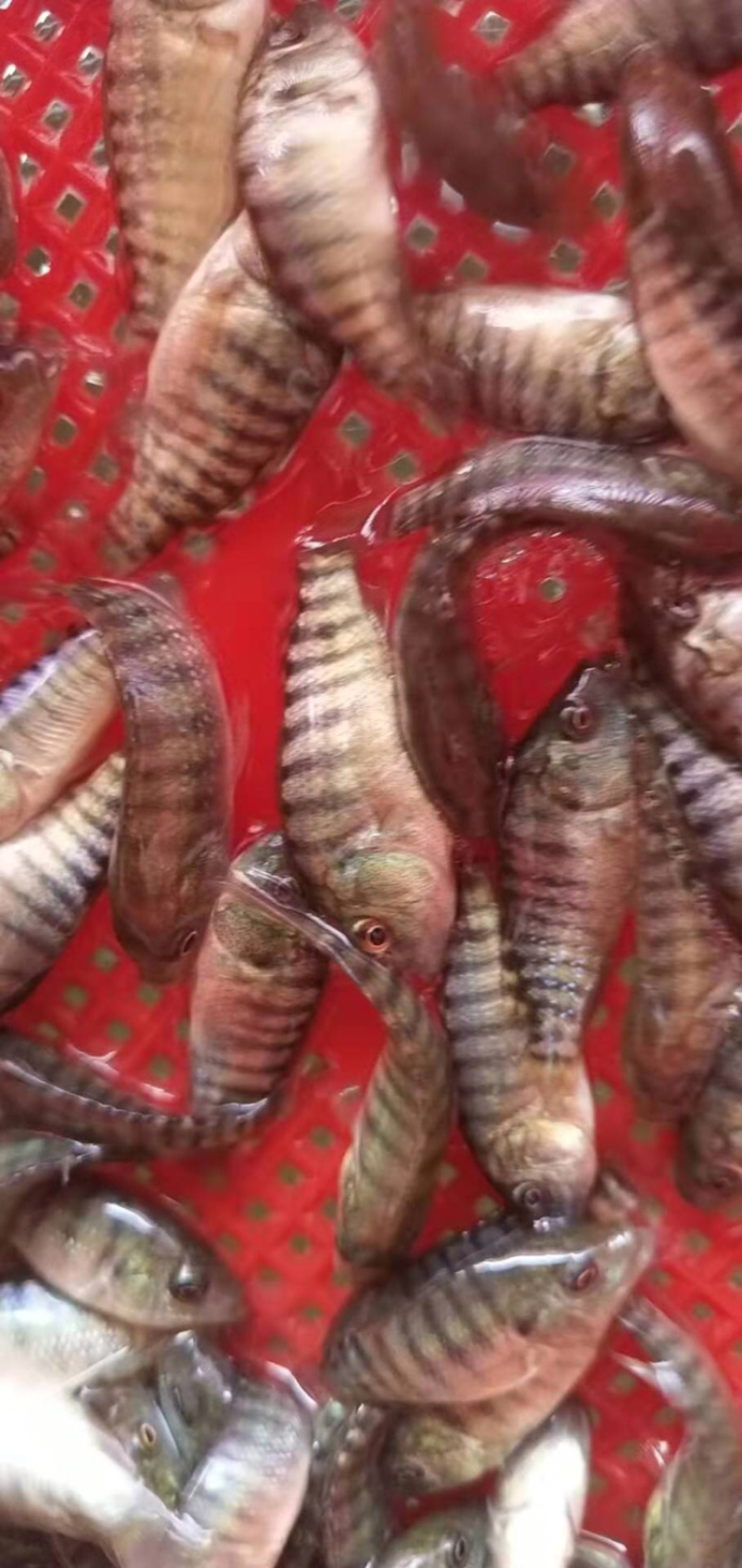 罗非鱼苗（全雄单性）海南一号罗非鱼苗+自孵水花