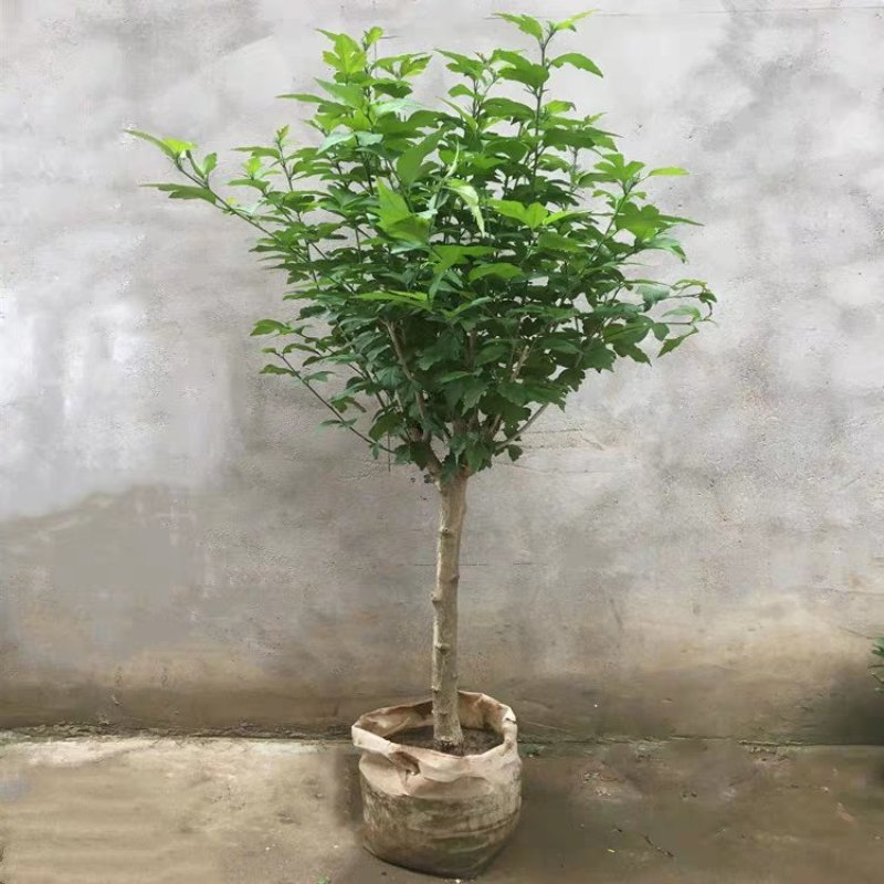 木槿苗红花木槿苗占地苗木基地直销欢迎选购