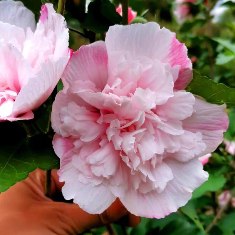 木槿苗红花木槿苗占地苗木基地直销欢迎选购