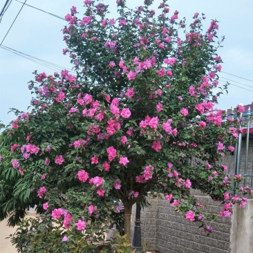 木槿苗红花木槿苗占地苗木基地直销欢迎选购