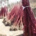 红瑞木苗基地常年出售红瑞木规格齐全欢迎选购