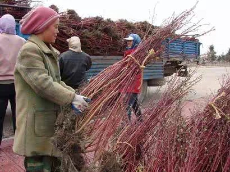 红瑞木苗基地常年出售红瑞木规格齐全欢迎选购