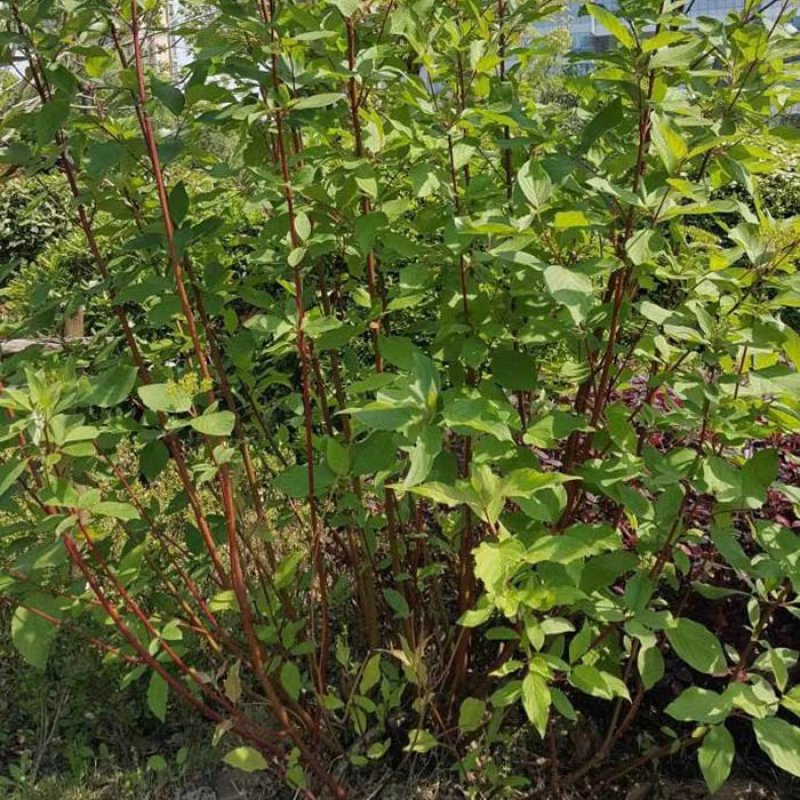 红瑞木苗基地常年出售红瑞木规格齐全欢迎选购