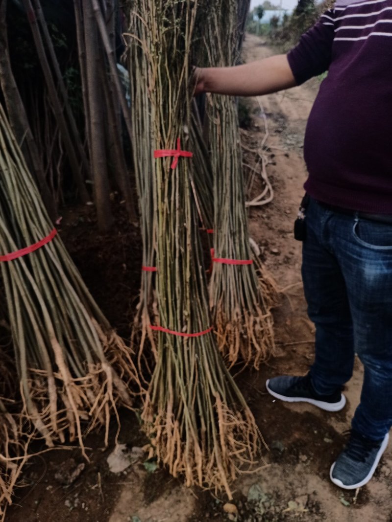 合欢树苗合欢苗绒花树苗芙蓉花树苗庭院盆栽合欢树苗绿化工程