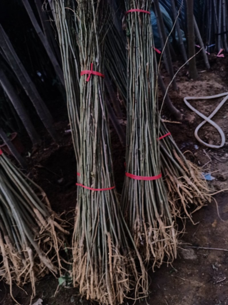 合欢树苗合欢苗绒花树苗芙蓉花树苗庭院盆栽合欢树苗绿化工程