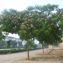 合欢树苗合欢苗绒花树苗芙蓉花树苗庭院盆栽合欢树苗绿化工程