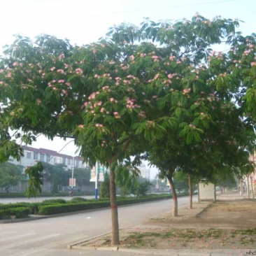 合欢树苗合欢苗绒花树苗芙蓉花树苗庭院盆栽合欢树苗绿化工程