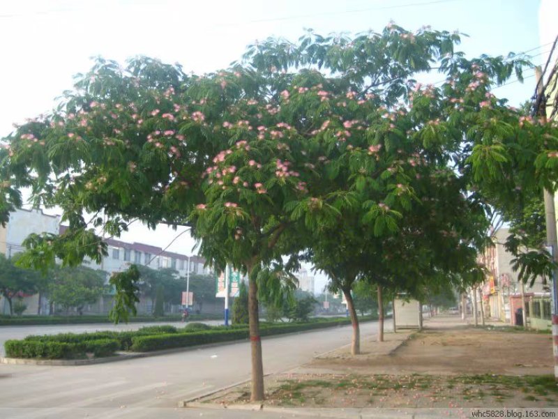 合欢树苗合欢苗绒花树苗芙蓉花树苗庭院盆栽合欢树苗绿化工程