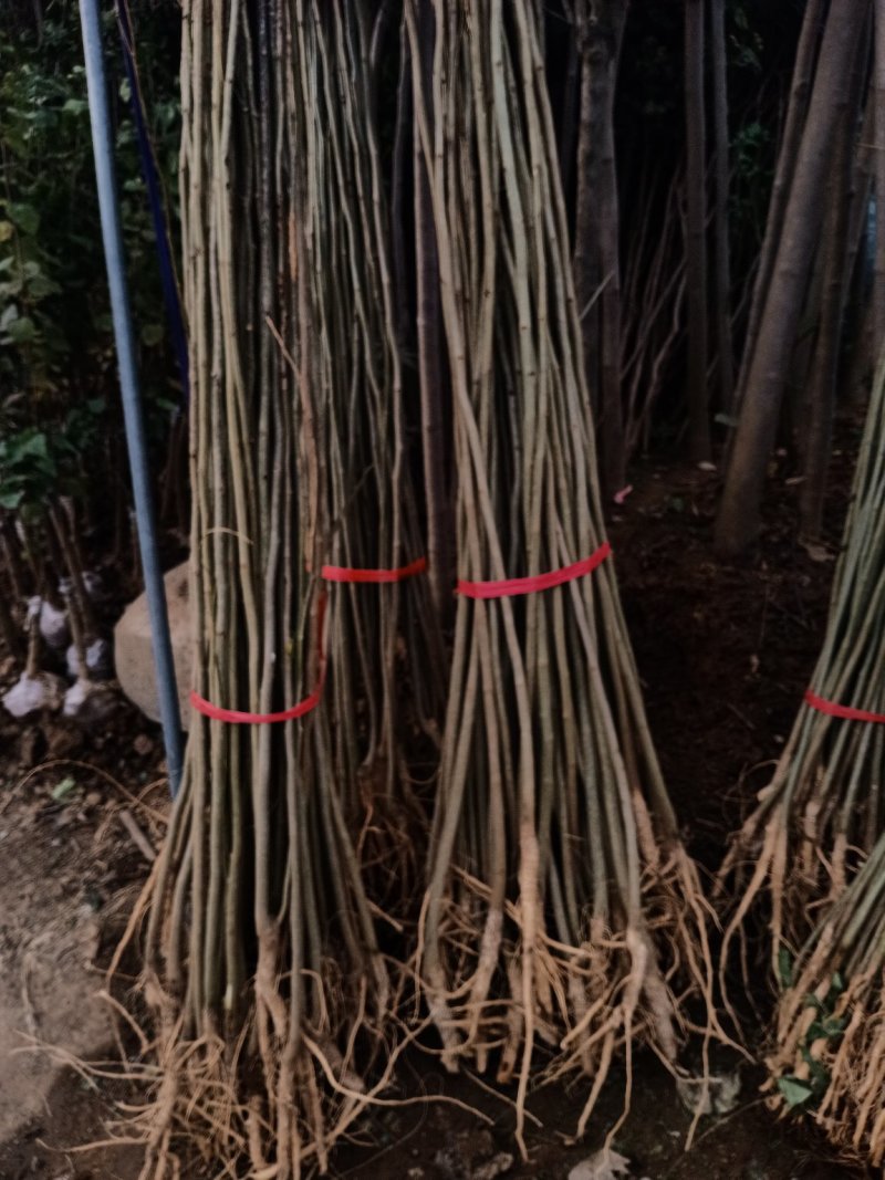 合欢树苗合欢苗绒花树苗芙蓉花树苗庭院盆栽合欢树苗绿化工程