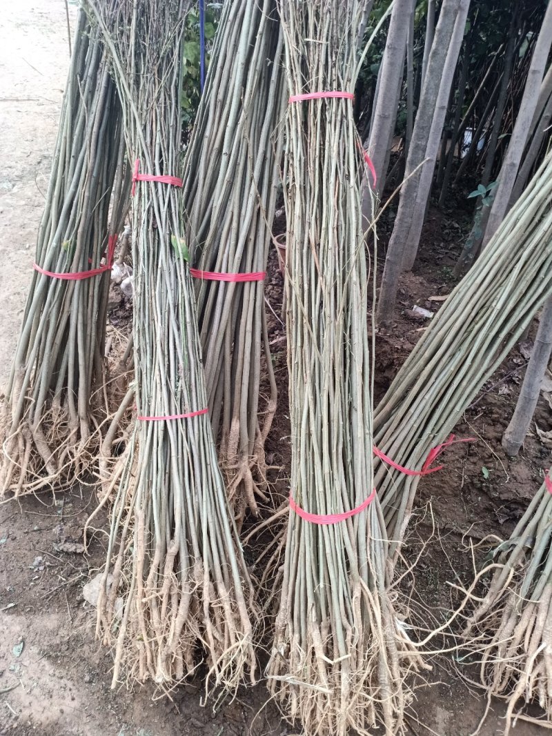 合欢树苗合欢苗绒花树苗芙蓉花树苗庭院盆栽合欢树苗绿化工程