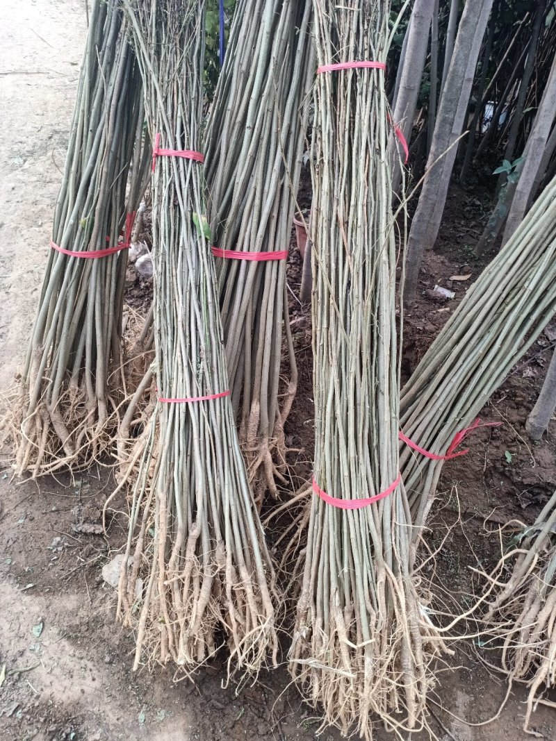 合欢树苗合欢苗绒花树苗芙蓉花树苗庭院盆栽合欢树苗绿化工程