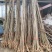 合欢树苗合欢苗绒花树苗芙蓉花树苗庭院盆栽合欢树苗绿化工程