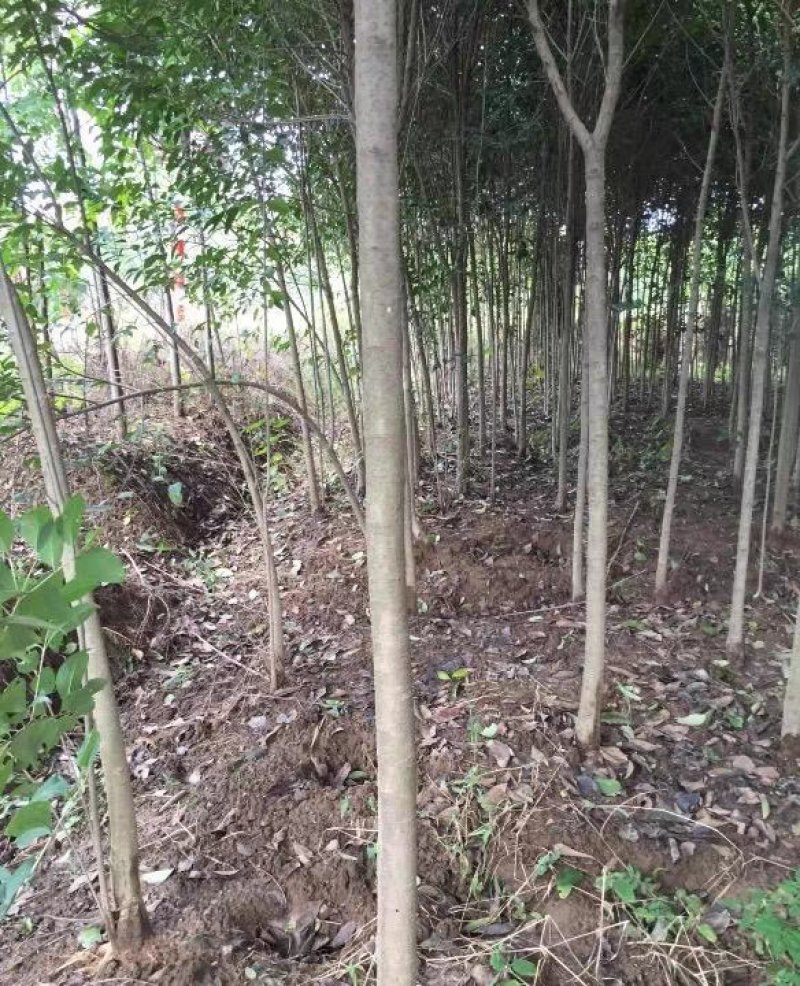 高杆大叶女贞苗大叶女贞树苗大叶女贞小苗占地拆迁苗庭院