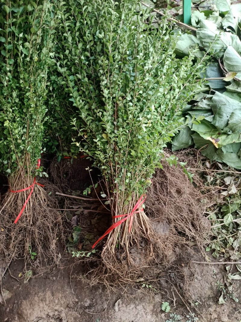 小叶女贞小叶女贞四季常青树苗女贞绿化工程苗木庭院别墅篱笆